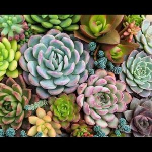 Paint By Number Kit - Succulents